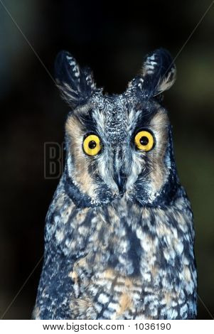 Longeared Owl Asio Otus 1
