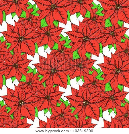 Sketch Poinsettia