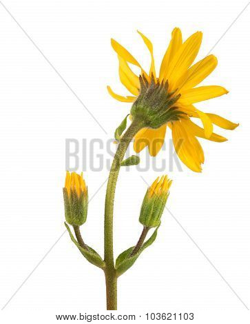 Arnica Montana