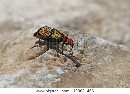 Iron Cross Blister Beetle