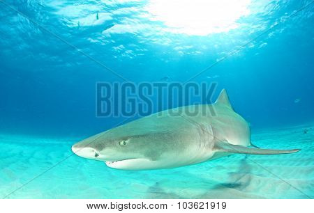 Lemon shark