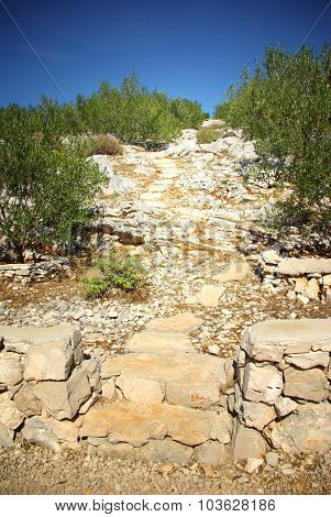 Rocky Path In Olive Grove, Croatia Dalmatia