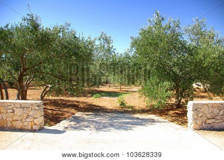 Olive Grove Trees, Croatia Dalmatia