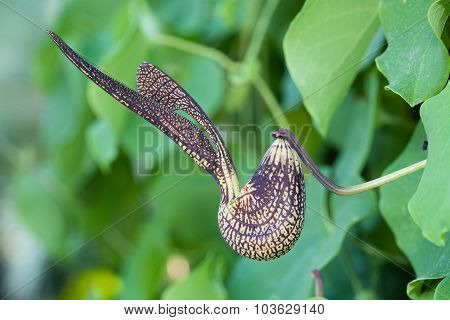 Pelicans Flower