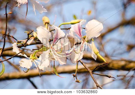 Bauhinia Variegata Flowers