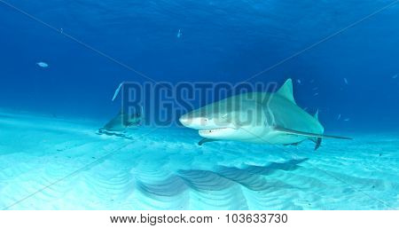 Lemon shark