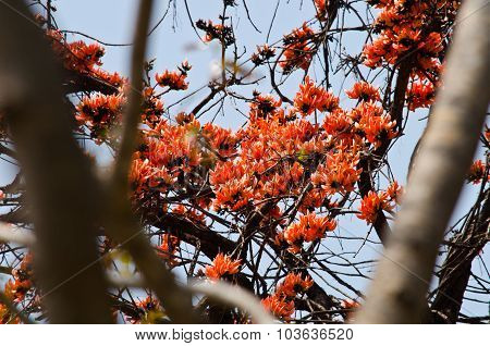 Bastard Teak Flowers