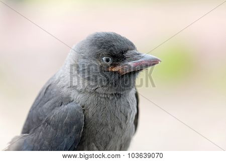 Jackdaw Staring, Close-up, Side View