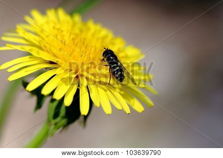 Fly
