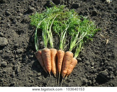 Organic carrot crop