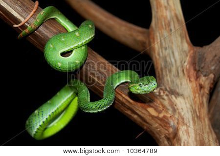 Indonesiska pit viper