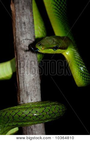 Red tailed racer