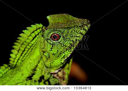 Angel huvud lizzard