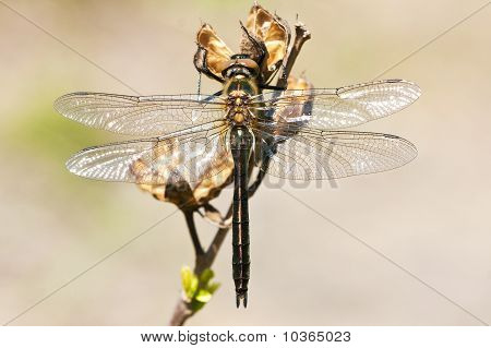 Downy Esmeralda Cordulia aenea