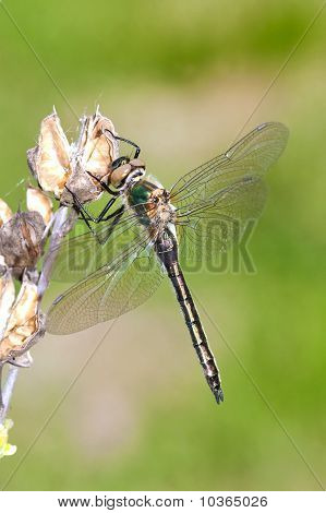 Downy Esmeralda Cordulia aenea