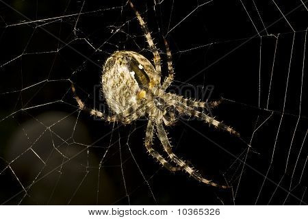 Křižák obecný / o diademata