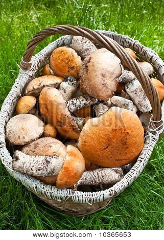 Cestino con funghi
