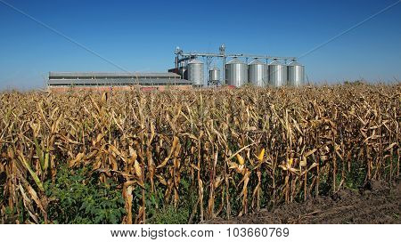 Corn Dryer Silos Standing In A Field Of Corn
