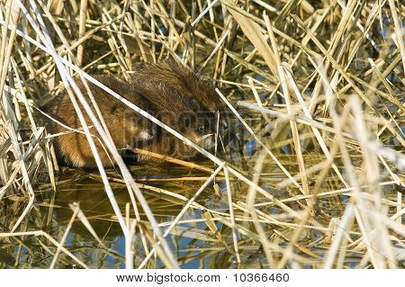 Il topo muschiato (Ondatra zibethicus)