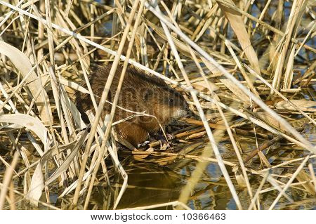 Il topo muschiato (Ondatra zibethicus)