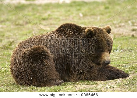 Medvěd hnědý (Ursus arctos)