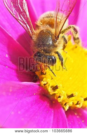Honey Bee (Apis Mellifera) On Cosmos Flower
