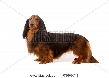 Teckel (dachshund)