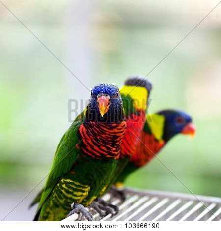 Lory Parrot