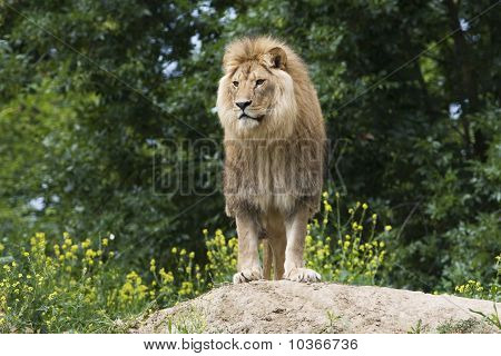 Löwe Männchen ruhen auf dem Boden / Panthera Leo Leo