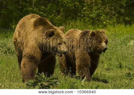 boz ayı / Ursus arctos