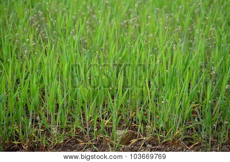Sown Fields , Southern Bohemia