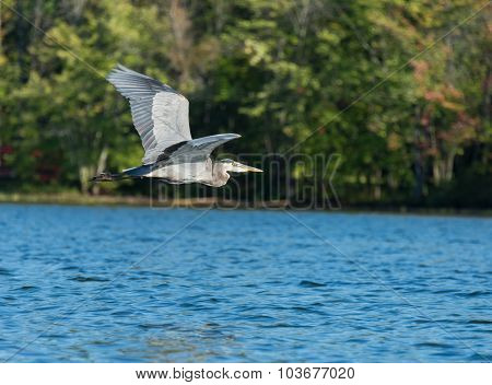Blue Heron Flys Above The Lake