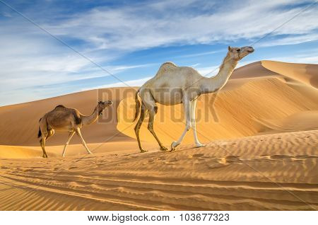 Camels Walking Through A Desert