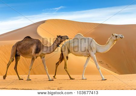 Camels Walking Through A Desert
