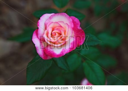 beautiful twocolored flower rose. outdoor shot