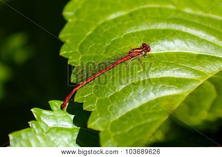 Male Damselfly