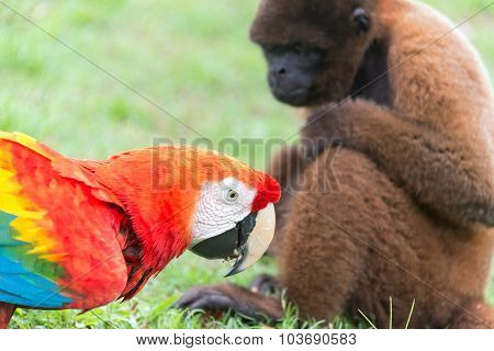 Macaw And Monkey