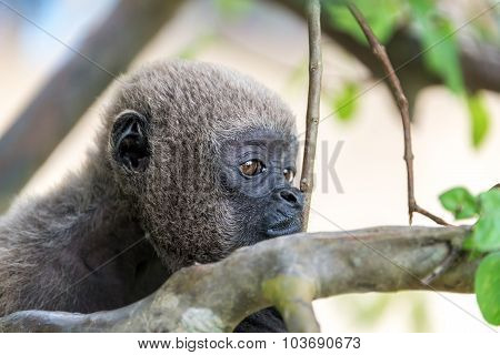 Woolly Monkey Face