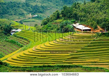 Beautiful terraced rice field in harvest season in Mu Cang Chai, Vietnam.