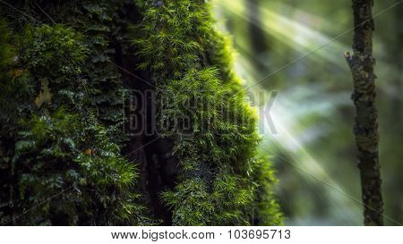 Rainforest close up
