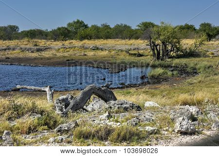 Watering Hole - Etosha, Namibia