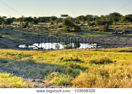 Watering Hole - Etosha, Namibia