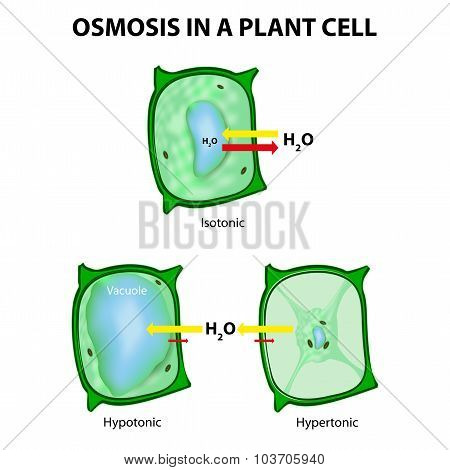 Osmosis In A Plant Cell