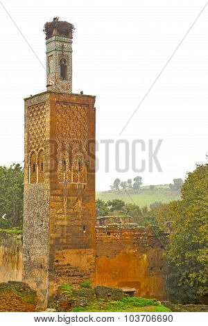 Chellah  In Morocco           Old Roman Deteriorated Monument     Site