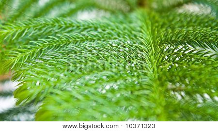 Nolfolk Island Pine