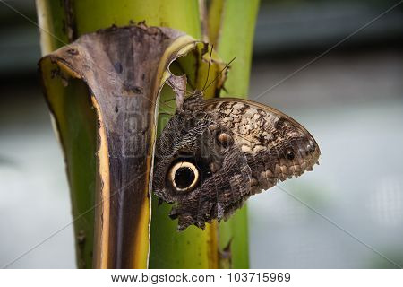 Forest Giant Owl Butterfly (caligo Eurilochus)
