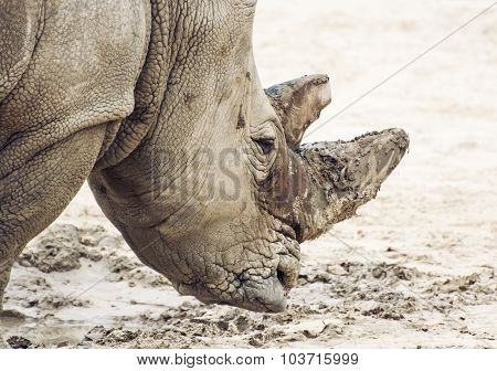 Profile Portrait Of A White Rhinoceros