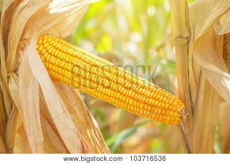 Corn Ear On Stalk