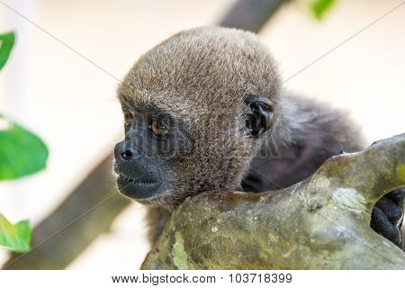Woolly Monkey Closeup