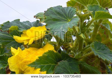 Big Yellow Flowers And Leaves
